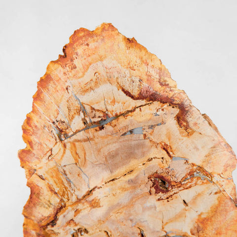 Petrified Wood